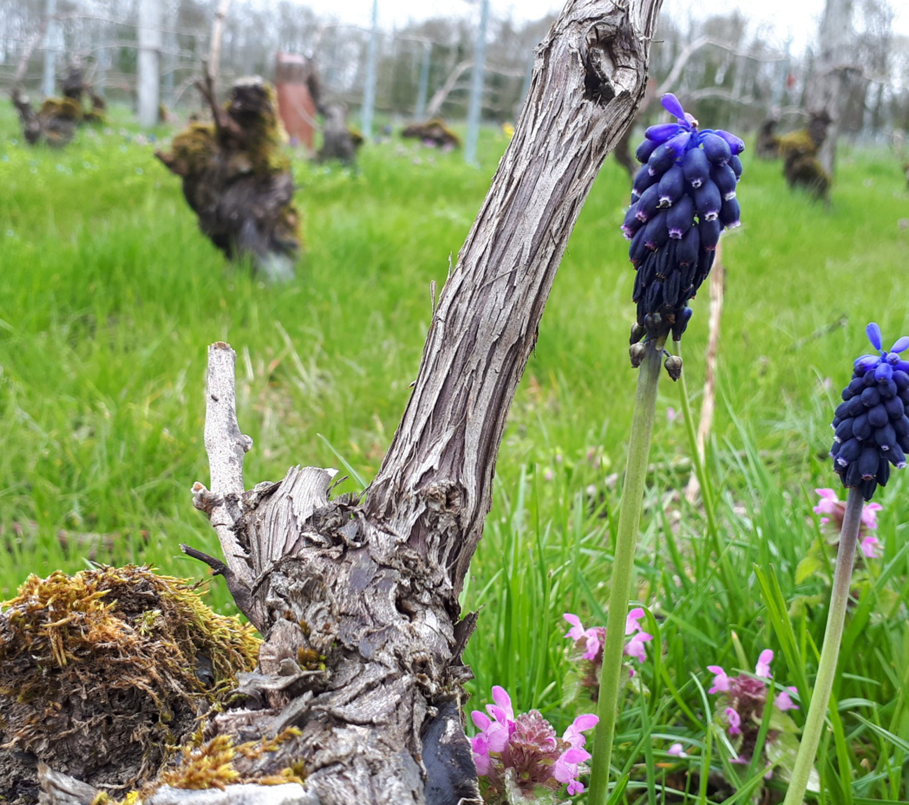 Viticulture durable en Champagne