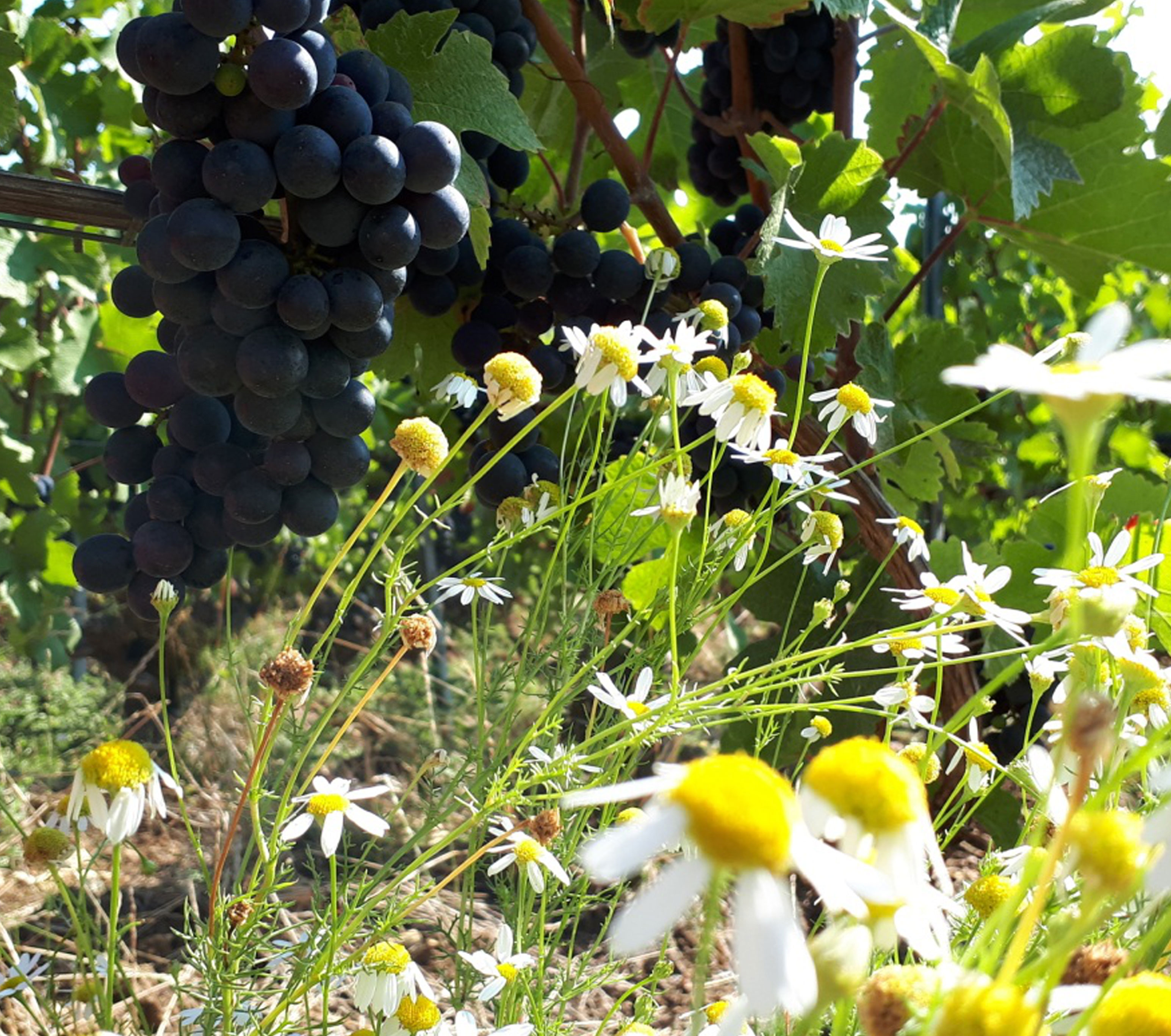 Viticulture durable en Champagne